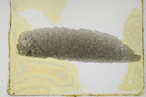 Plane Polarized, S2708