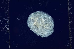 Cross Polarized, S2713