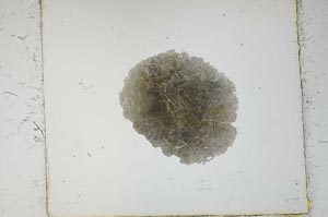 Plane Polarized, S2713