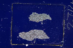 Cross Polarized, S2714/a