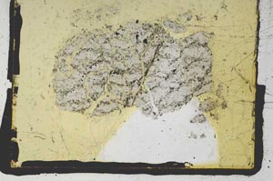 Plane Polarized, S2772