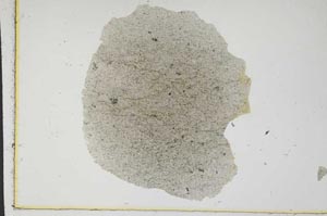 Plane Polarized, S2779