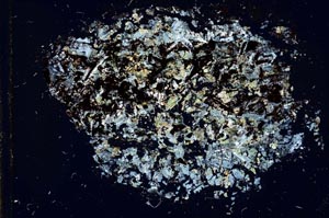 Cross Polarized, S12686