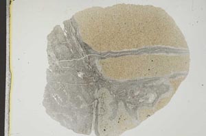 Plane Polarized, S12688