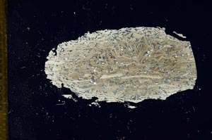 Cross Polarized, S12691