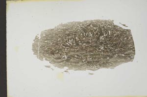 Plane Polarized, S12691