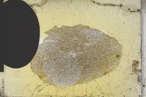 Plane Polarized, S12710