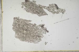 Plane Polarized, S12711