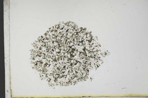 Plane Polarized, S12720