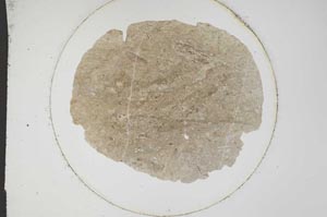 Plane Polarized, S12769