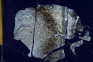 Cross Polarized, S12795