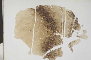 Plane Polarized, S12795