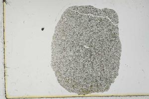 Plane Polarized, S12810