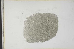 Plane Polarized, S12813