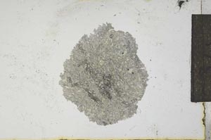 Plane Polarized, S12815