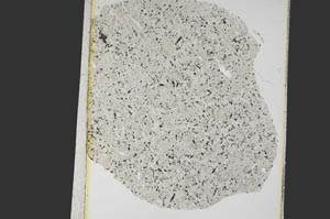 Plane Polarized, S12875