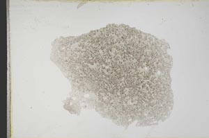 Plane Polarized, S12881