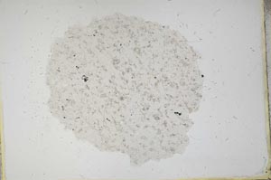 Plane Polarized, S12904