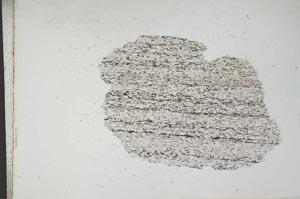 Plane Polarized, S12905