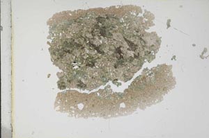 Plane Polarized, S12913