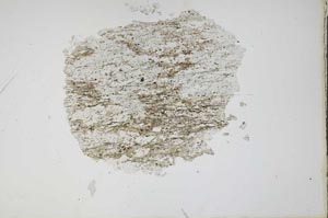 Plane Polarized, S12921