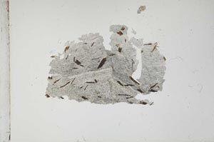 Plane Polarized, S12926