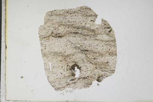 Plane Polarized, S12928