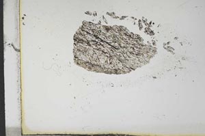 Plane Polarized, S12936