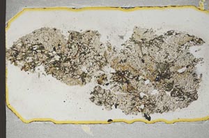 Plane Polarized, S12957