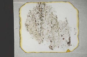 Plane Polarized, S12957/A