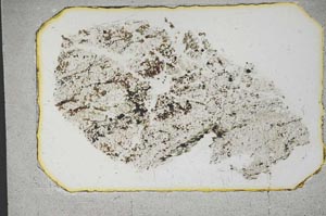 Plane Polarized, S12957/D