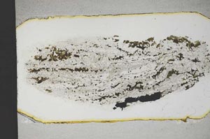 Plane Polarized, S12958
