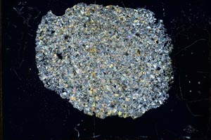 Cross Polarized, S12972