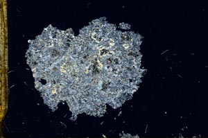 Cross Polarized, S12974