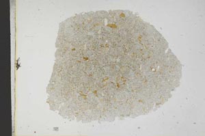 Plane Polarized, S12977