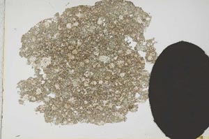 Plane Polarized, S12978