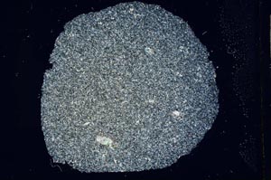 Cross Polarized, S12980