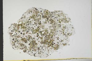 Plane Polarized, S12989