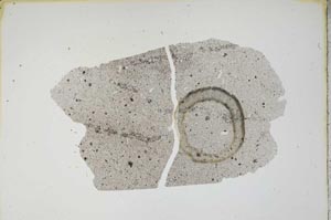 Plane Polarized, S12996