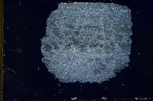 Cross Polarized, S13007