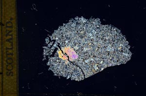 Cross Polarized, S13008