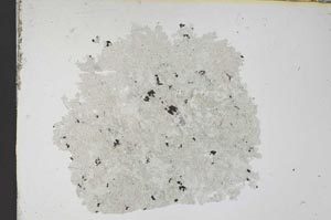 Plane Polarized, S13033