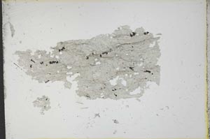 Plane Polarized, S13034