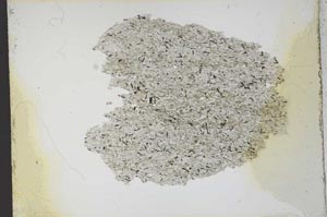 Plane Polarized, S13037