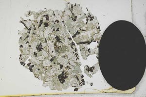 Plane Polarized, S13041