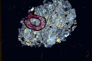 Cross Polarized, S13042