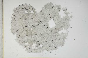 Plane Polarized, S13044