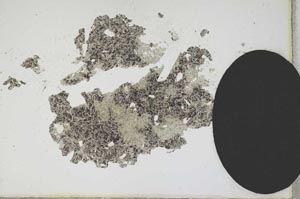 Plane Polarized, S13047