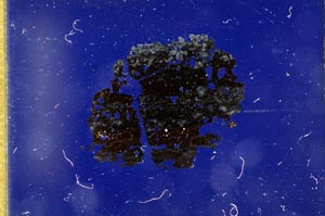 Cross Polarized, S13048