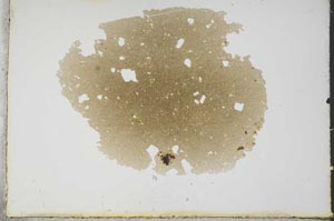 Plane Polarized, S13101
